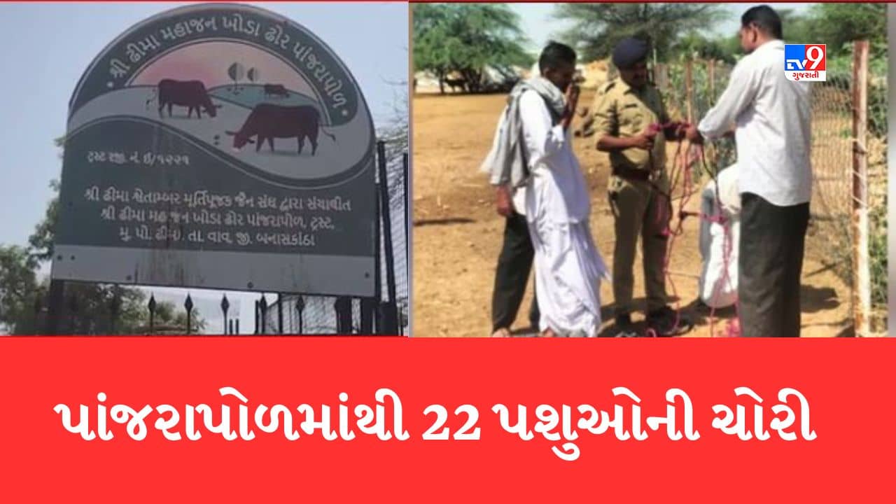 Gujarati Video: Banaskantha: 22 પાડાની થઈ ચોરી, પાંજરાપોળનો દરવાજો તોડી પશુઓને લઈ જતા જીવદયા પ્રેમીઓમાં વ્યાપ્યો રોષ