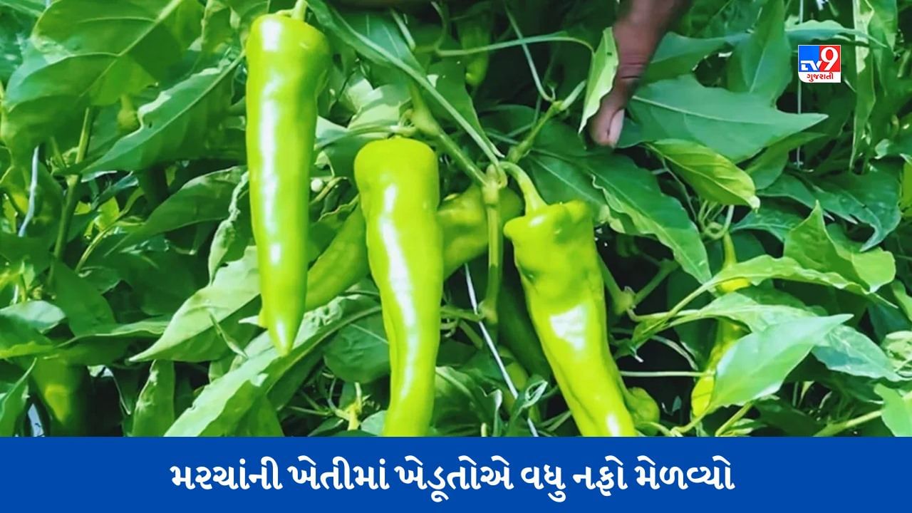 Farming Success Story: ઘઉં-ચોખા નહીં, અહીંના ખેડૂતોએ માત્ર મરચાંની ખેતી કરીને વધુ નફો મેળવ્યો