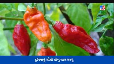 Red Chilli: આ છે દુનિયાનું સૌથી તીખું લાલ મરચું, જેને સ્પર્શ કરવા માત્રથી જ ડર લાગે છે !