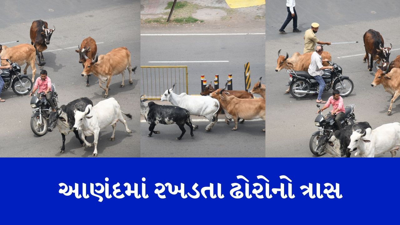 આણંદમાં રખડતા ઢોરોનો ત્રાસ યથાવત, યોગ્ય પગલાં લેવા શહેરીજનોની માંગ