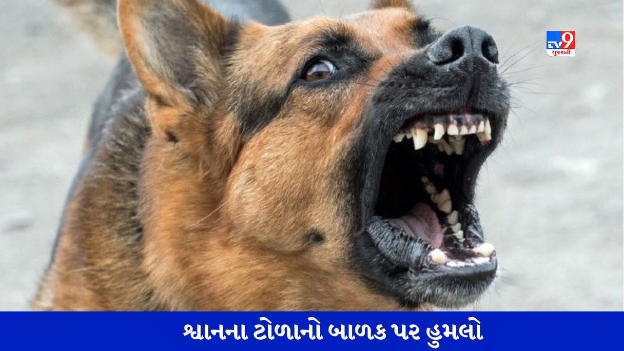 Stray Dog Attacked Child: નાગપુરમાં રખડતા શ્વાનના હુમલાનો દ્રશ્યો, 4 વર્ષના માસૂમને ઘેરીને બચકાં ભર્યા Stray Dog Attacked Child: નાગપુરમાં રખડતા શ્વાનના હુમલાનો દ્રશ્યો, 4 વર્ષના માસૂમને ઘેરીને બચકાં ભર્યા