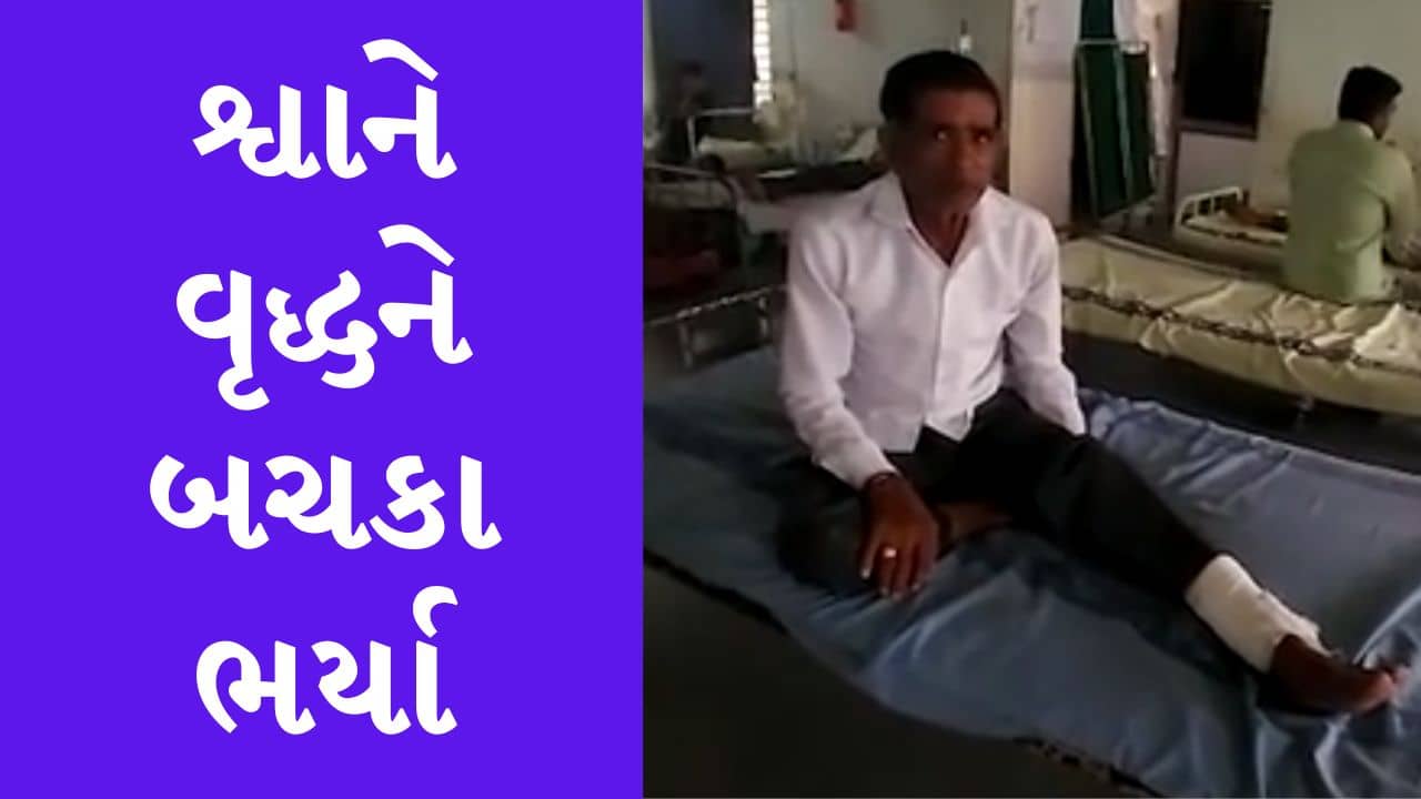 Gujarati Video : રાજકોટમાં રખડતા શ્વાને વૃદ્ધને બચકા ભરતા વૃદ્ધને પગમાં ગંભીર ઇજાઓ પહોંચી