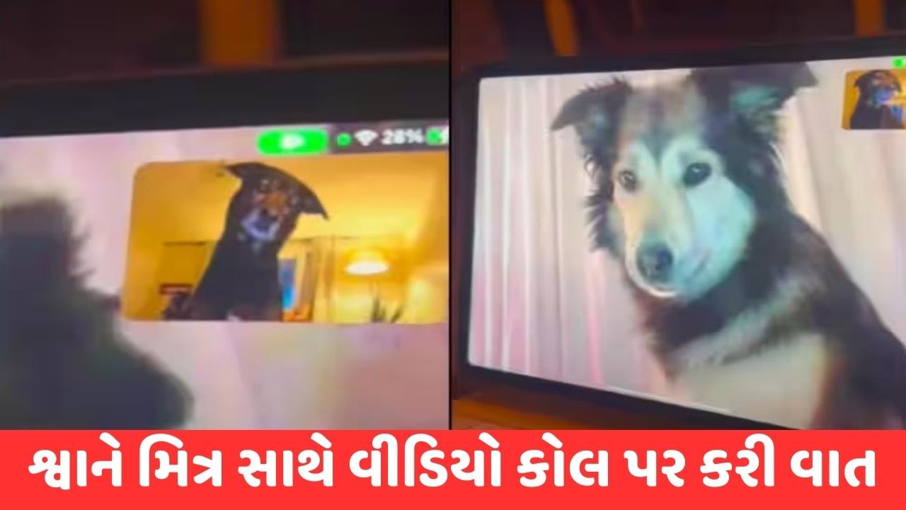 Viral Video: શ્વાન તેના મિત્રને કરી રહ્યો હતો મિસ, માલિકે લગાવ્યો વીડિયો કોલ, મિત્ર સાથે શ્વાને કરી અજીબ રીતે વાત