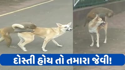 વાહ ! વાંદરા અને શ્વાન વચ્ચે ગજબની દોસ્તી, લોકોએ કહ્યું-થોડા સમય પહેલા હતા દુશ્મન, જુઓ Viral Video