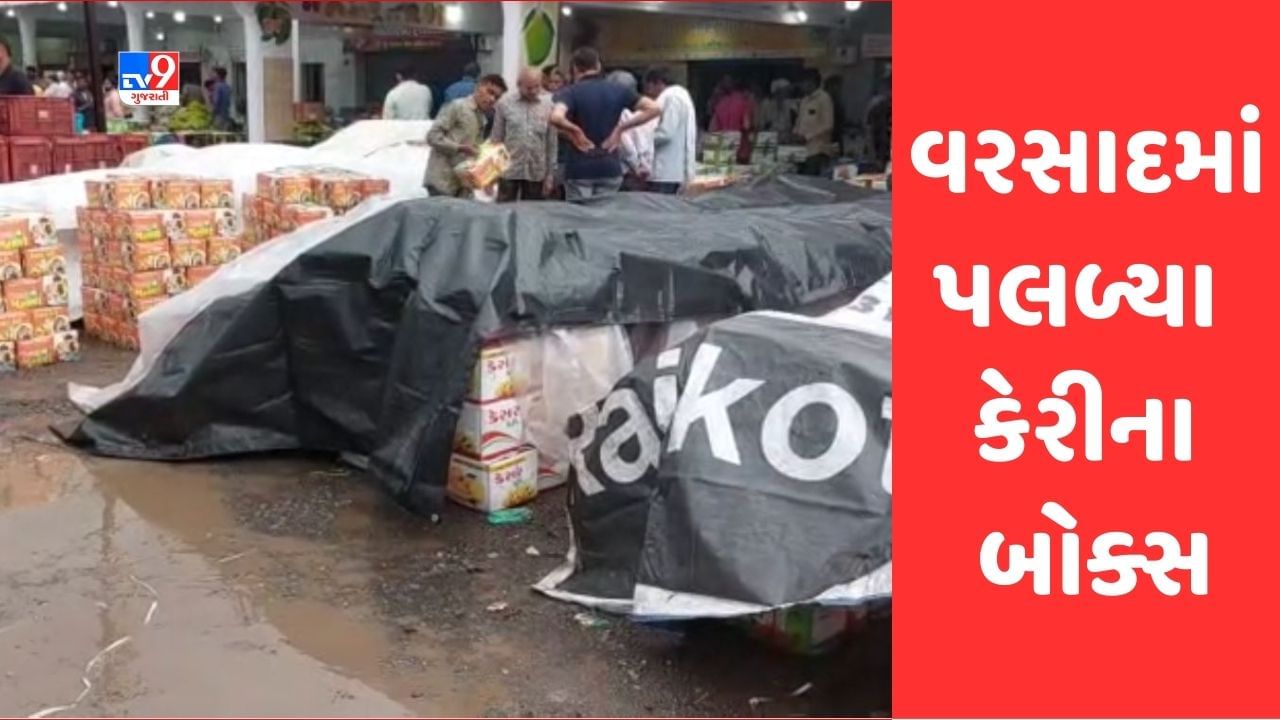 Gujarati Video: રાજ્યભરમાં માવઠાએ વધારી ખેડૂતોની ચિંતા, જુનાગઢમાં કમોસમી વરસાદમાં 15000 કેરીના બોક્સને વ્યાપક નુકસાન