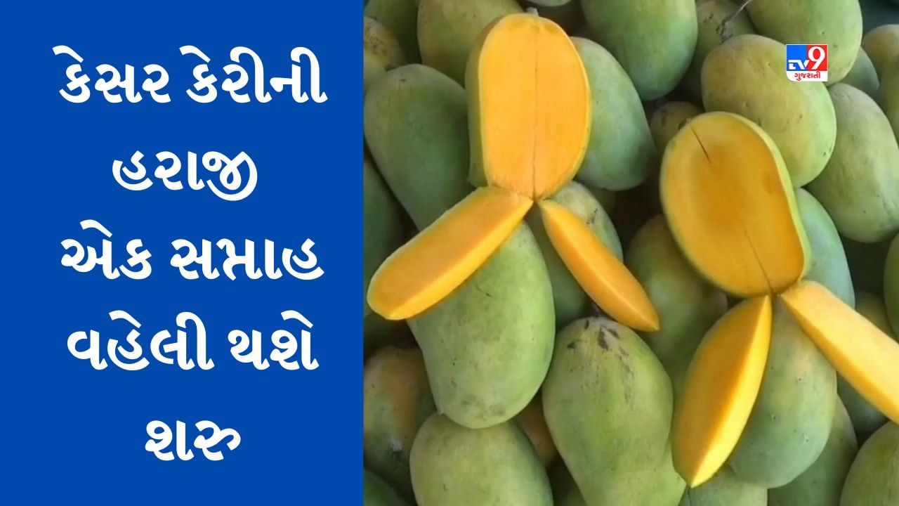 Gir Somanath: તાલાળાના ગીર મેંગો માર્કેટમાં કેસર કેરીની 18 એપ્રિલથી શરુ થશે સત્તાવાર હરાજી