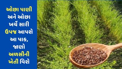 ઓછા પાણી અને ઓછા ખર્ચે સારી ઉપજ આપશે આ પાક, ગરમ પ્રદેશમાં પણ થઈ શકે છે અળસીની ખેતી