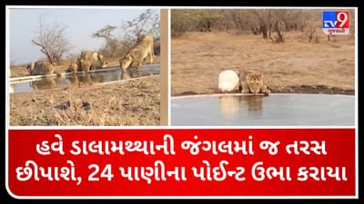 Gujarati Video: કાળજાળ ગરમીમાં ડાલામથ્થાની જંગલમાં જ છીપાશે તરસ, વનવિભાગે રાજુલા-જાફરાબાદ રેન્જમાં 24 પાણીના પોઈન્ટ ઉભા કર્યા, જુઓ વનરાજનો પાણી પીતો વીડિયો