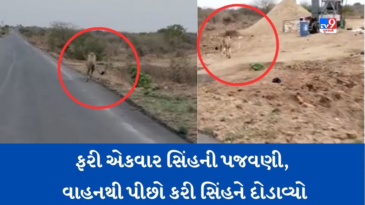 Viral Video: ફરી એકવાર સિંહની કરાઈ પજવણી, પાછળ વાહન ભગાવી સિંહને દોડાવતો વીડિયો થયો વાયરલ