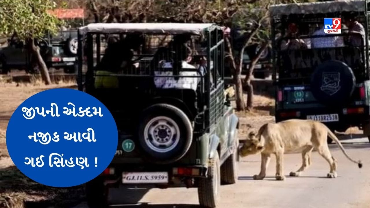 Gujarati Video: પ્રવાસીઓના જીવ થયા અદ્ધર, સિંહ દર્શન માટે આવેલા લોકોની જીપ નજીક પહોંચી ગઈ સિંહણ, જુઓ Video Gujarati Video: પ્રવાસીઓના જીવ થયા અદ્ધર, સિંહ દર્શન માટે આવેલા લોકોની જીપ નજીક પહોંચી ગઈ સિંહણ, જુઓ Video