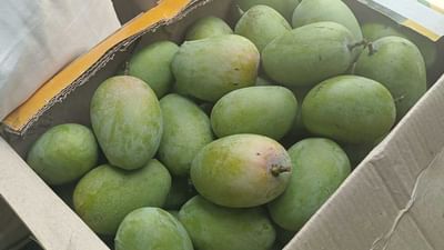 ગીરની મીઠી મધુર અને વિશ્વવિખ્યાત કેસર કેરીની આજે તાલાલાગીરમા સત્તાવાર રીતે મેંગો માર્કેટયાર્ડમાં એન્ટ્રી થઈ છે. ગત વર્ષ કરતાં આ વર્ષે ત્રણ ગણી કેરીની આવક થતા કેરીના રસિયાઓમાં ખુશીનો માહોલ