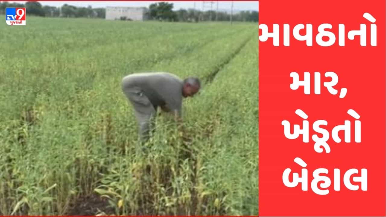 Rajkot: સૌરાષ્ટ્રના ખેડૂતોને પડતા પર પાટુ, સતત માવઠાને કારણે ઉનાળુ પાક સારો જવાની આશા પર ફરી વળ્યુ પાણી