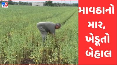 Rajkot: સૌરાષ્ટ્રના ખેડૂતોને પડતા પર પાટુ, સતત માવઠાને કારણે ઉનાળુ પાક સારો જવાની આશા પર ફરી વળ્યુ પાણી