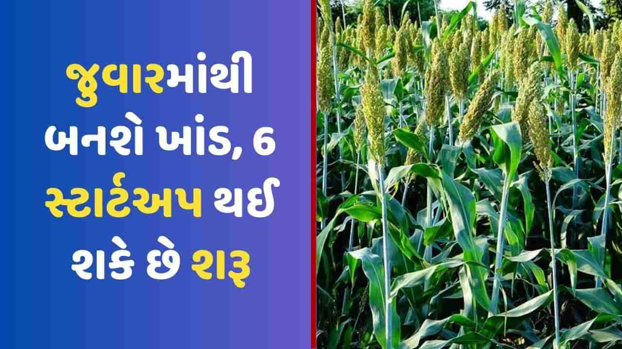 જુવારની દાંડીના રસમાંથી બનશે ખાંડ, મધ કરતા પણ ઓછી કેલરી, 6 સ્ટાર્ટઅપ થઈ શકે છે શરૂ