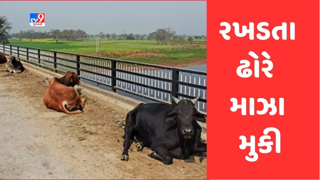 Gujarati Video: મહેસાણામાં રખડતા ઢોરનો ત્રાસ યથાવત, વધુ એક વ્યક્તિને અડફેટે લેતા પહોંચાડી ગંભીર ઈજા Gujarati Video: મહેસાણામાં રખડતા ઢોરનો ત્રાસ યથાવત, વધુ એક વ્યક્તિને અડફેટે લેતા પહોંચાડી ગંભીર ઈજા