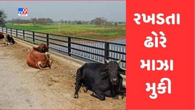 Gujarati Video: મહેસાણામાં રખડતા ઢોરનો ત્રાસ યથાવત, વધુ એક વ્યક્તિને અડફેટે લેતા પહોંચાડી ગંભીર ઈજા