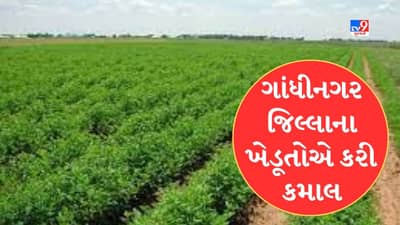 ગાંધીનગર જિલ્લાના ખેડૂતોએ કરી કમાલ, કમોસમી વરસાદ વચ્ચે પણ ઉનાળુ વાવેતરને 118 ટકાએ પહોંચાડ્યું