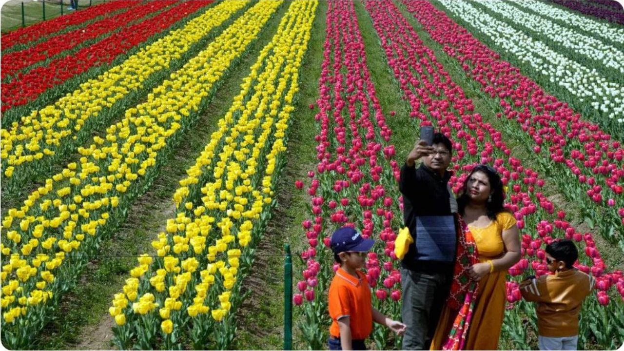 Photos Tulip Gardenએ કાશ્મીરની સુંદરતામાં વધારો કર્યો, લાખો પ્રવાસીઓએ