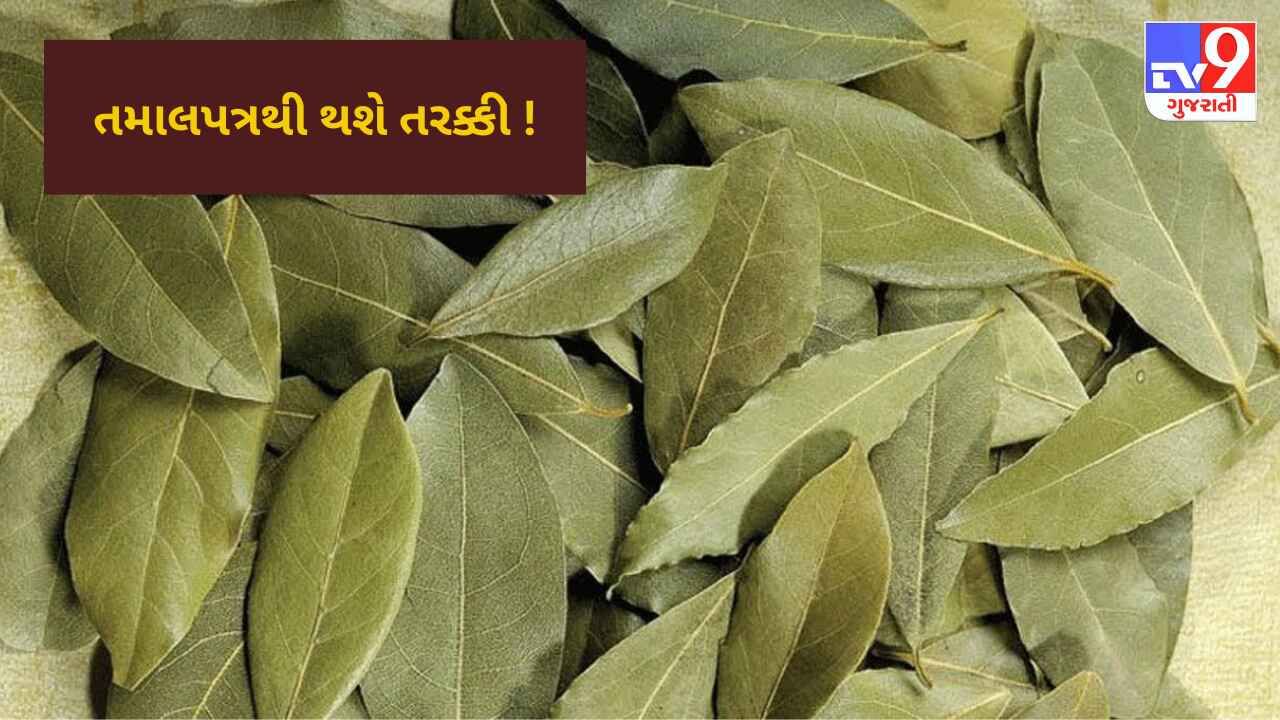 રસોડાના તમાલપત્રમાં છે તમારું ભાગ્ય બદલવાની શક્તિ ! જાણો, એક તમાલપત્ર