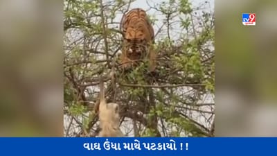 Viral Video: વાંદરાનો શિકાર કરવા ઝાડ પર ચઢ્યો વાઘ, પછી વાંદરાનું શું થયું? જુઓ વીડિયો