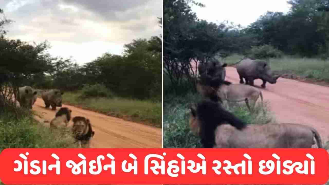 Viral Video: ગેંડાને જોઈને બે સિંહો સાઈડમાં જતા રહ્યા, વીડિયો જોયા બાદ યુઝર્સે કહ્યું- ક્યા શેર બનેગા રે તુ