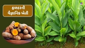 Turmeric cultivation: હળદરની વૈજ્ઞાનિક ખેતી, જાણો સંપૂર્ણ માહિતી Turmeric cultivation: હળદરની વૈજ્ઞાનિક ખેતી, જાણો સંપૂર્ણ માહિતી
