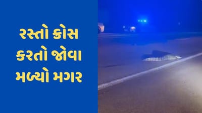 Viral Video: હાઈવે ક્રોસ કરતા જોવા મળ્યો મગર, બચાવમાં આવી અમેરિકન પોલીસ