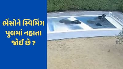 Viral Video: ભેંસોના ટોળાએ 'સ્વિમિંગ પૂલ'માં ઝંપલાવ્યું, ભારે મસ્તી કરી, માલિકને લાગ્યો 2.5 મિલિયનનો ચુનો