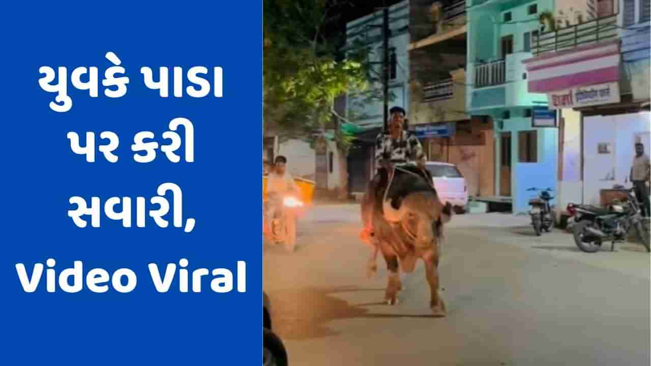 Viral Video: આખલા બાદ વ્યક્તિએ પાડા પર કરી સવારી, યુઝર્સે કહ્યું- પેટ્રોલ વગર ચાલે છે પાડાલેન્ડર