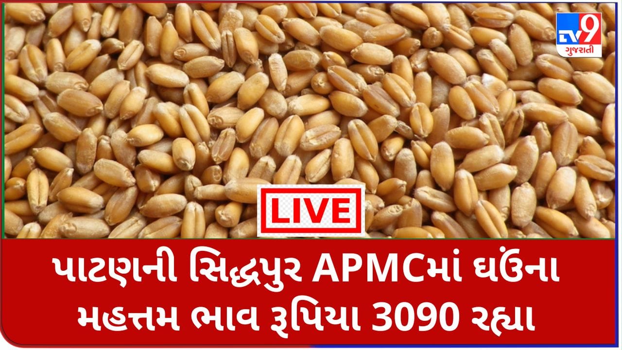 Mandi : પાટણની સિદ્ધપુર APMCમાં ઘઉંના મહત્તમ ભાવ રૂપિયા 3090 રહ્યા ...