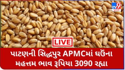 Mandi : પાટણની સિદ્ધપુર APMCમાં ઘઉંના મહત્તમ ભાવ રૂપિયા 3090 રહ્યા, જાણો જુદા-જુદા પાકના ભાવ