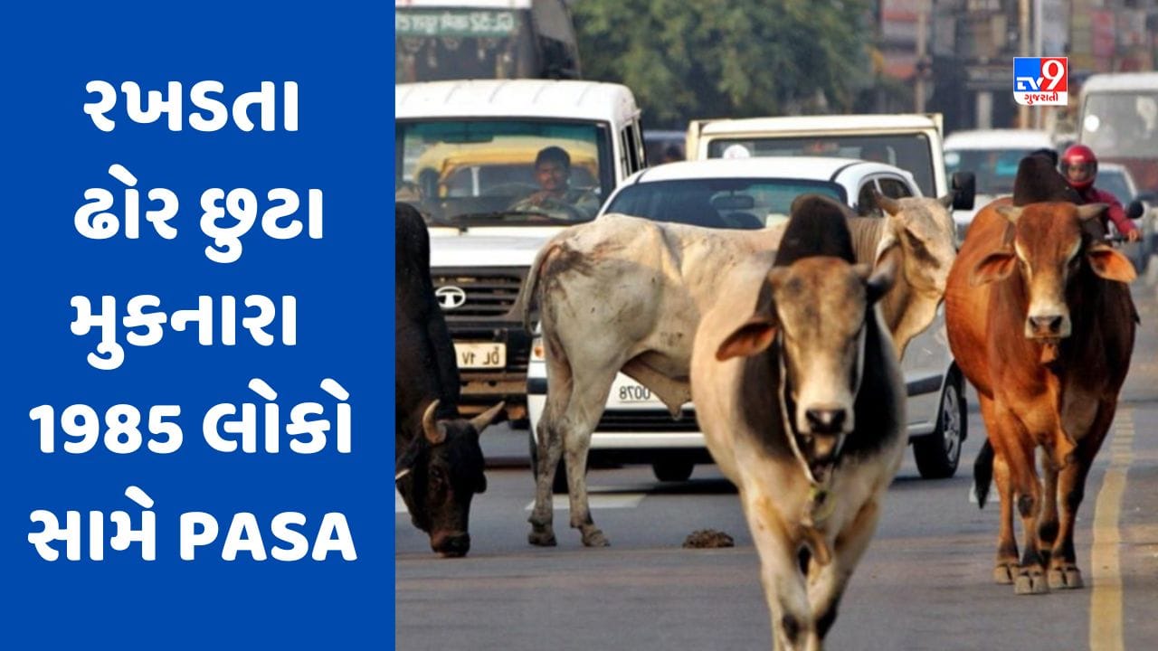 Gujarati Video: અમદાવાદમાં રખડતા ઢોર છુટા મુકનારા 1985 લોકો સામે PASA હેઠળ કાર્યવાહી કરાઇ Gujarati Video: અમદાવાદમાં રખડતા ઢોર છુટા મુકનારા 1985 લોકો સામે PASA હેઠળ કાર્યવાહી કરાઇ