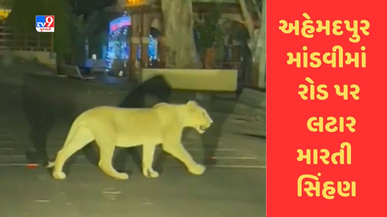 Gir Somnath : અહેમદપુર માંડવીમાં મુખ્ય માર્ગ પર લટાર મારતી સિંહણ, જુઓ Video