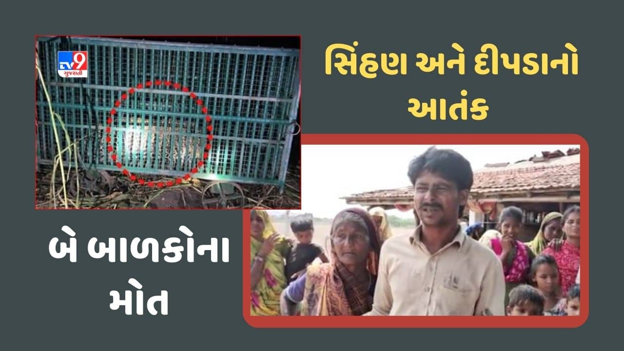 Amreli: સિંહણ અને દીપડાનો આતંક, બે બાળકોને દબોચી લીધા, જુઓ Video