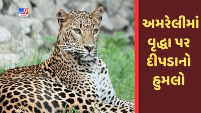 Gujarati Video : અમરેલીમાં માનવભક્ષી દીપડાનો આતંક યથાવત, વૃદ્ધા પર હુમલો કર્યો