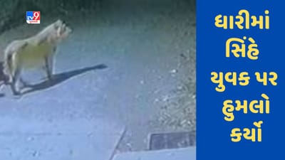 Amreli : ધારીના જૂના ચરખા ગામમાં સિંહે યુવક પર હુમલો કર્યો, જુઓ Video