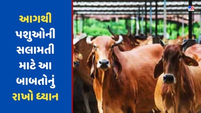 Animal Husbandry: આગથી પશુઓની સલામતી માટે આ બાબતોનું રાખો ધ્યાન