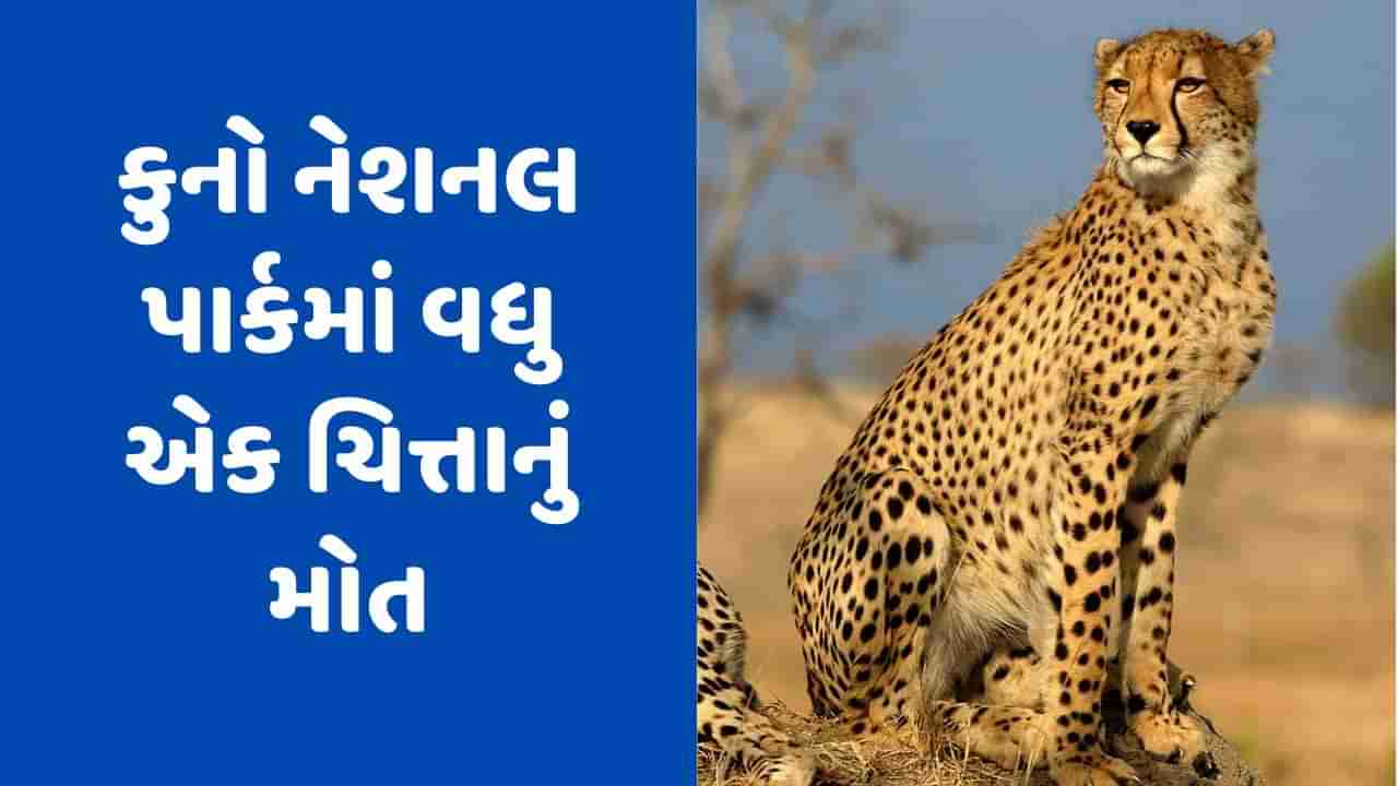 Kuno National Park: મધ્યપ્રદેશના કુનો નેશનલ પાર્કમાં વધુ એક ચિત્તાનું મોત, અત્યાર સુધીમાં ત્રણના થયા છે મોત