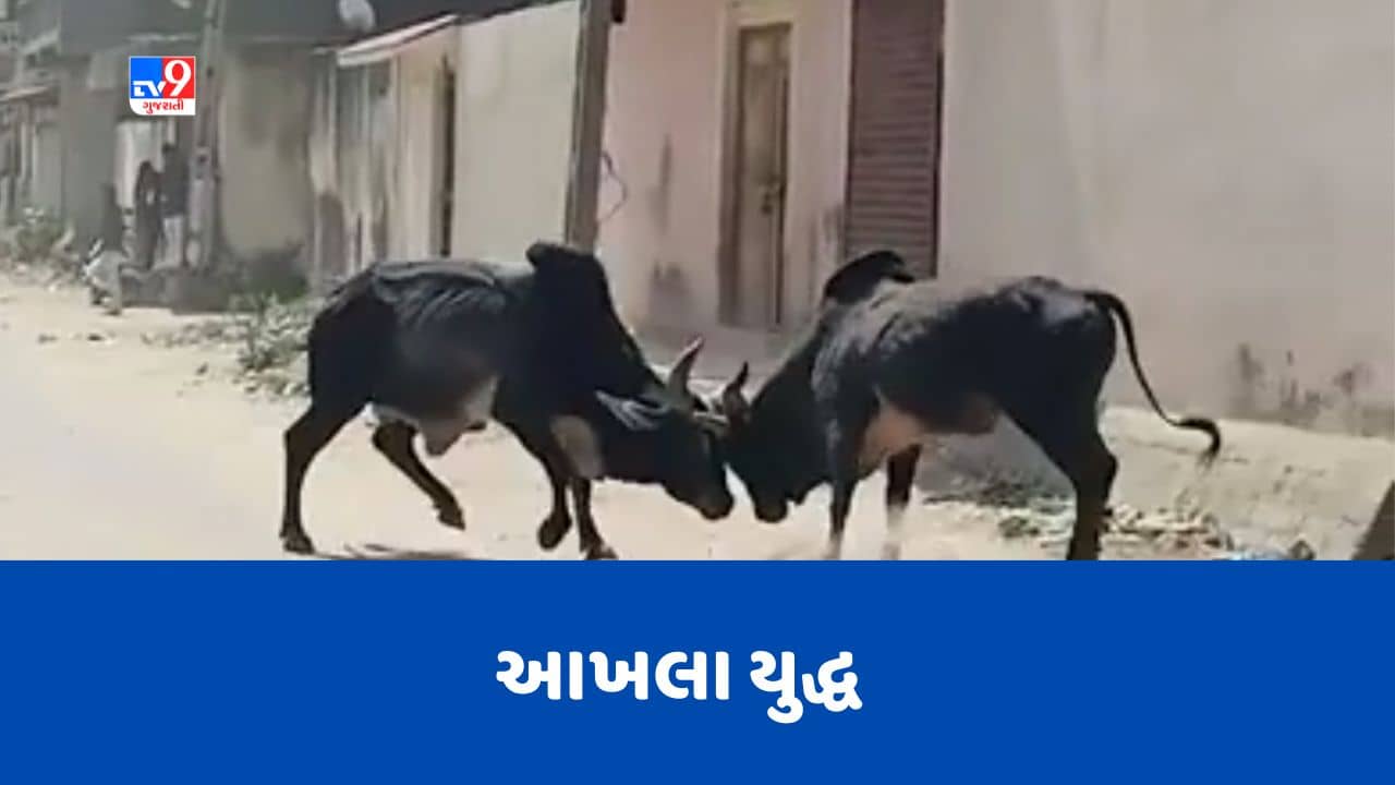 Gujarati Video : બનાસકાંઠાના દિયોદરમાં આંબલીવાળા વિસ્તારમાં આખલા યુદ્ધ, રાહદારીઓમાં ભયનો માહોલ