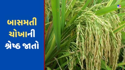 Basmati Rice: આ છે બાસમતી ચોખાની શ્રેષ્ઠ જાતો, કોઈપણ વિસ્તારમાં વાવણી કરવાથી મળશે બમ્પર ઉપજ