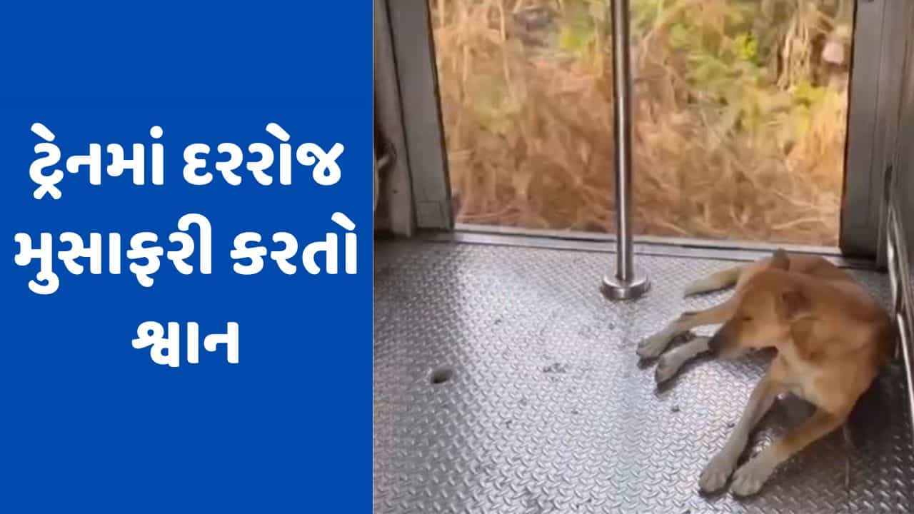 Viral Video : મુંબઈ લોકલ ટ્રેનમાં રોજ એકલો પ્રવાસ કરે છે આ શ્વાન, ચોંકાવનારો વીડિયો થયો વાયરલ