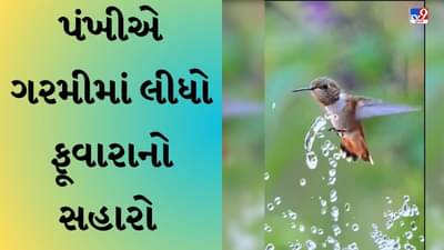 Bird Viral video : કાળઝાળ ગરમીથી બચવા પંખીએ લીધો ફુવારાનો સહારો, વીડિયો પરથી નજર નહીં હટે