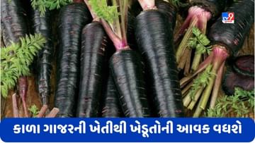 Black Carrot: કાળા ગાજરની ખેતી ફાયદાકારક, આ પદ્ધતિ અપનાવવાથી ખેડૂતોની આવકમાં થશે વધારો
