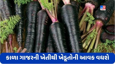 Black Carrot: કાળા ગાજરની ખેતી ફાયદાકારક, આ પદ્ધતિ અપનાવવાથી ખેડૂતોની આવકમાં થશે વધારો