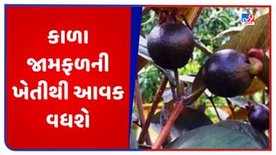 Black Guava: કાળા જામફળ છે ઔષધીય ગુણોનો ખજાનો, આ રીતે ખેતી કરવાથી ખેડૂતોની આવકમાં થશે વધારો