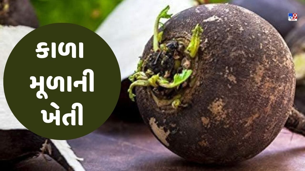 Photos 'કાળા મૂળા' સ્વાસ્થ્ય માટે છે ફાયદાકારક, તેની ખેતીથી થશે બમ્પર