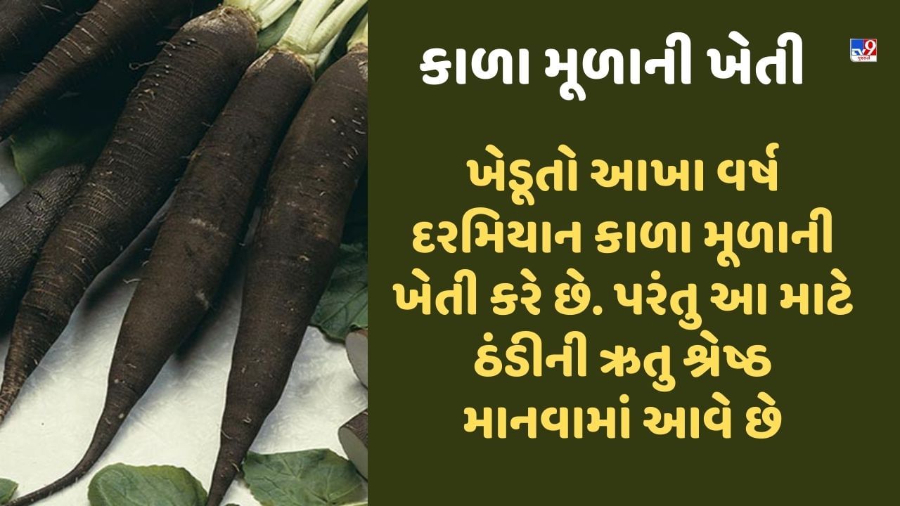 મૂળા આપણા શરીરને અનેક રીતે ફાયદો કરે છે. તે પેટ અને હૃદય માટે શ્રેષ્ઠ માનવામાં આવે છે. અત્યાર સુધી દેશના મોટાભાગના લોકોએ સફેદ મૂળા જોયા હશે કે ખાધા હશે. તેનો ઉપયોગ લગભગ તમામ ઘરોમાં થાય છે. મૂળા સલાડ અને પરાઠાથી લઈને ખાવા-પીવાની ઘણી વસ્તુઓમાં ઉમેરવામાં આવે છે. પરંતુ શું તમે ક્યારેય કાળા મૂળા વિશે સાંભળ્યું છે. જો નહીં, તો તમારે તેના વિશે જાણવું જોઈએ. કારણ કે ઘણા ખેડૂતો તેની ખેતીથી જબરદસ્ત કમાણી કરી રહ્યા છે. આવો, તેના વિશે વિગતવાર જાણીએ.