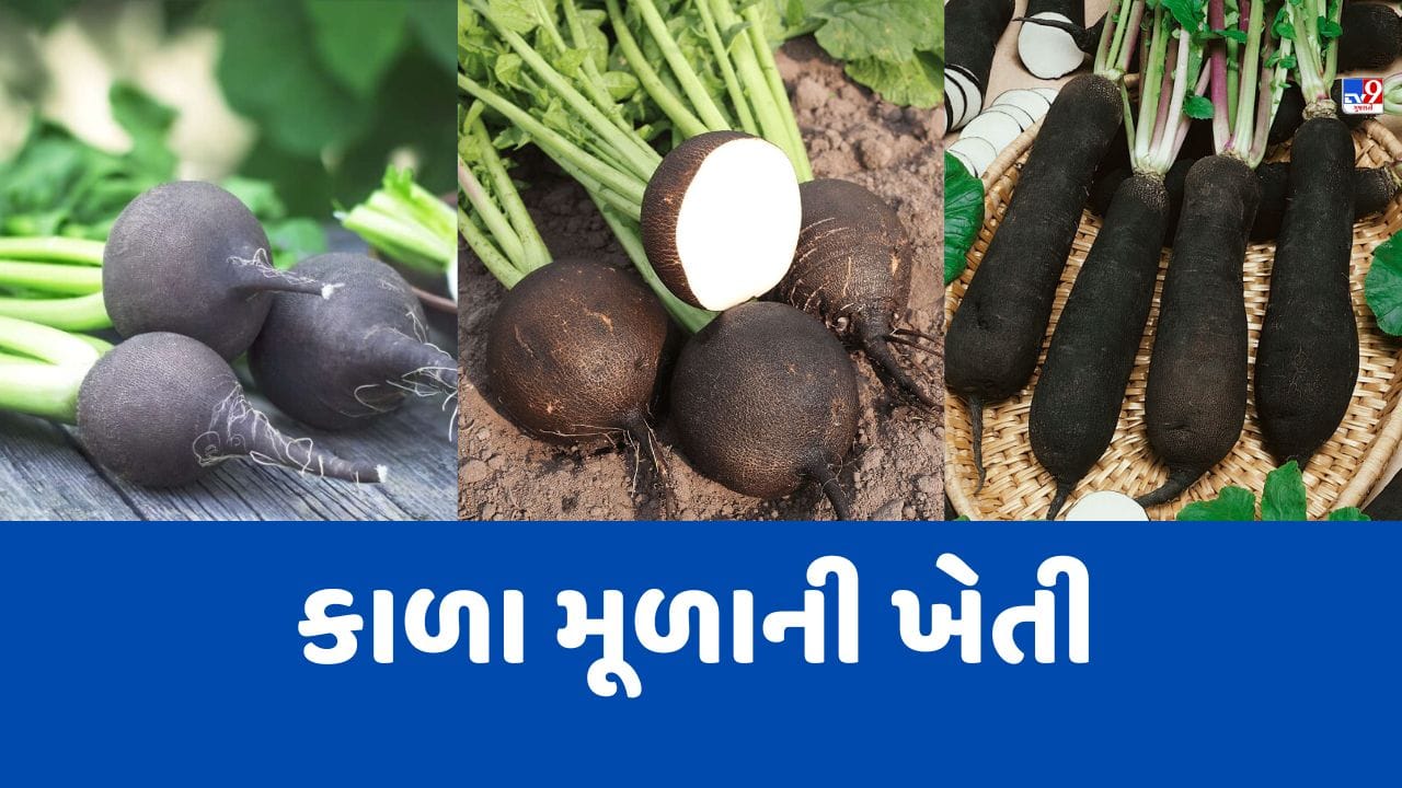 Black Radish કાળા મૂળાની ખેતીથી ખેડૂતોને થશે બમ્પર કમાણી, જુઓ Video