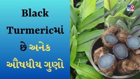 Black Turmeric : કાળી હળદરની ખેતી કરીને નફો મેળવો, સૌંદર્ય પ્રસાધનોમાં પણ વપરાય છે હળદર-જુઓ Video Black Turmeric : કાળી હળદરની ખેતી કરીને નફો મેળવો, સૌંદર્ય પ્રસાધનોમાં પણ વપરાય છે હળદર-જુઓ Video