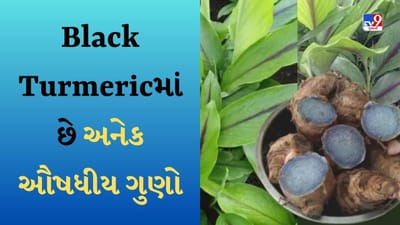 Black Turmeric : કાળી હળદરની ખેતી કરીને નફો મેળવો, સૌંદર્ય પ્રસાધનોમાં પણ વપરાય છે હળદર-જુઓ Video